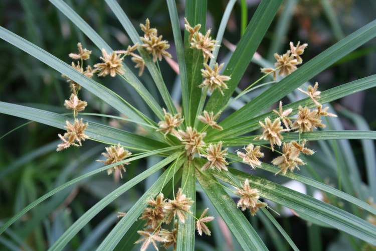 Cyperus alternifolius